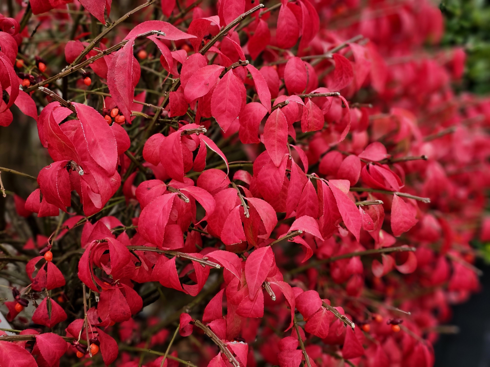Euonymus Alatus Compactus