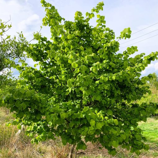 Corylus Avellana