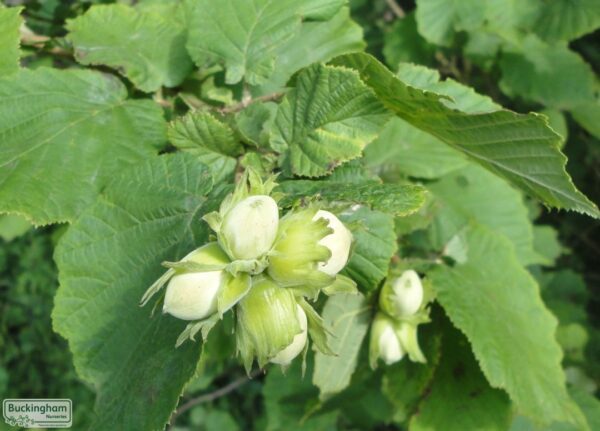 Corylus Avellana - imagine 2