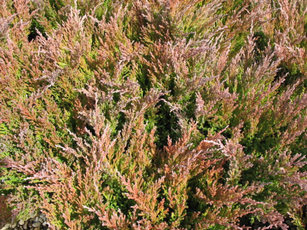 Juniperus Andorra Compacta - imagine 2