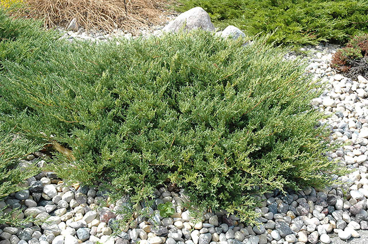 Juniperus Andorra Compacta