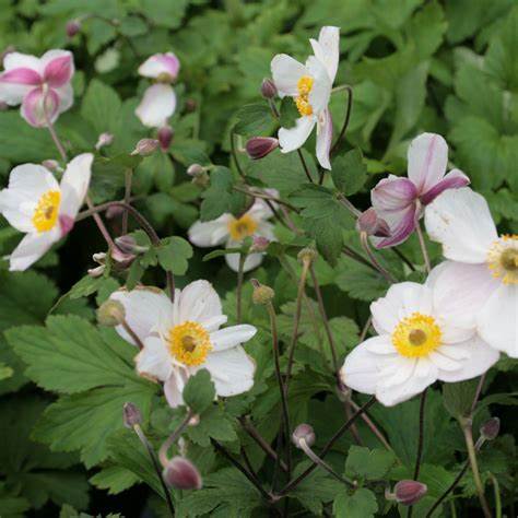 Anemone Hybrida Ssp.