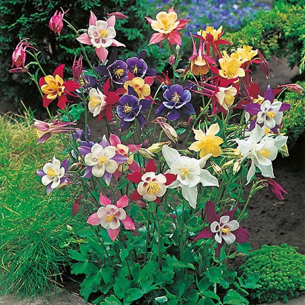 Aquilegia Ssp.