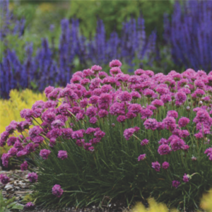 Armeria Maritima