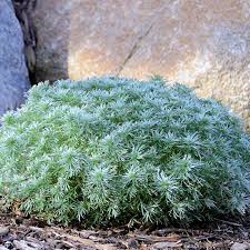Artemisia Schmidtiana Nana