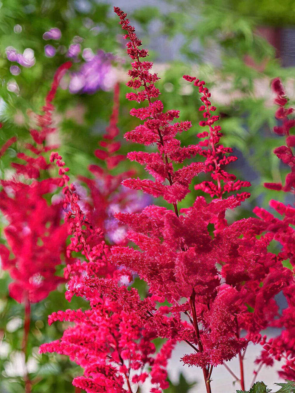 Astilbe Ssp.