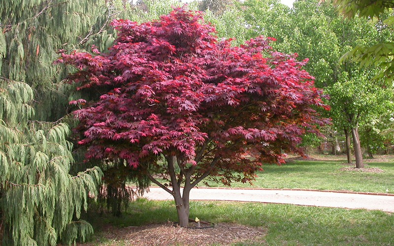 Acer Palmatum Atropurpureum