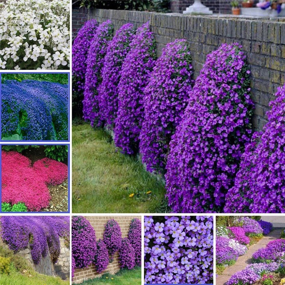 Aubrieta Ssp.