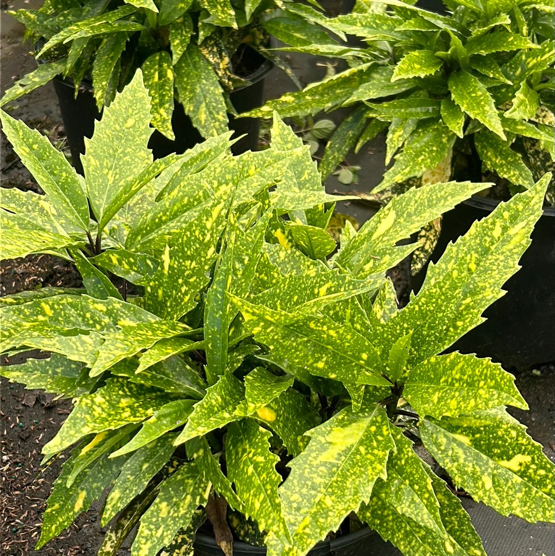 Aucuba Japonica