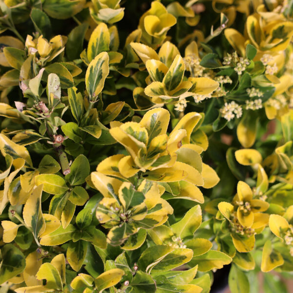 Euonymus Japonicus Elegantissimus Aureus