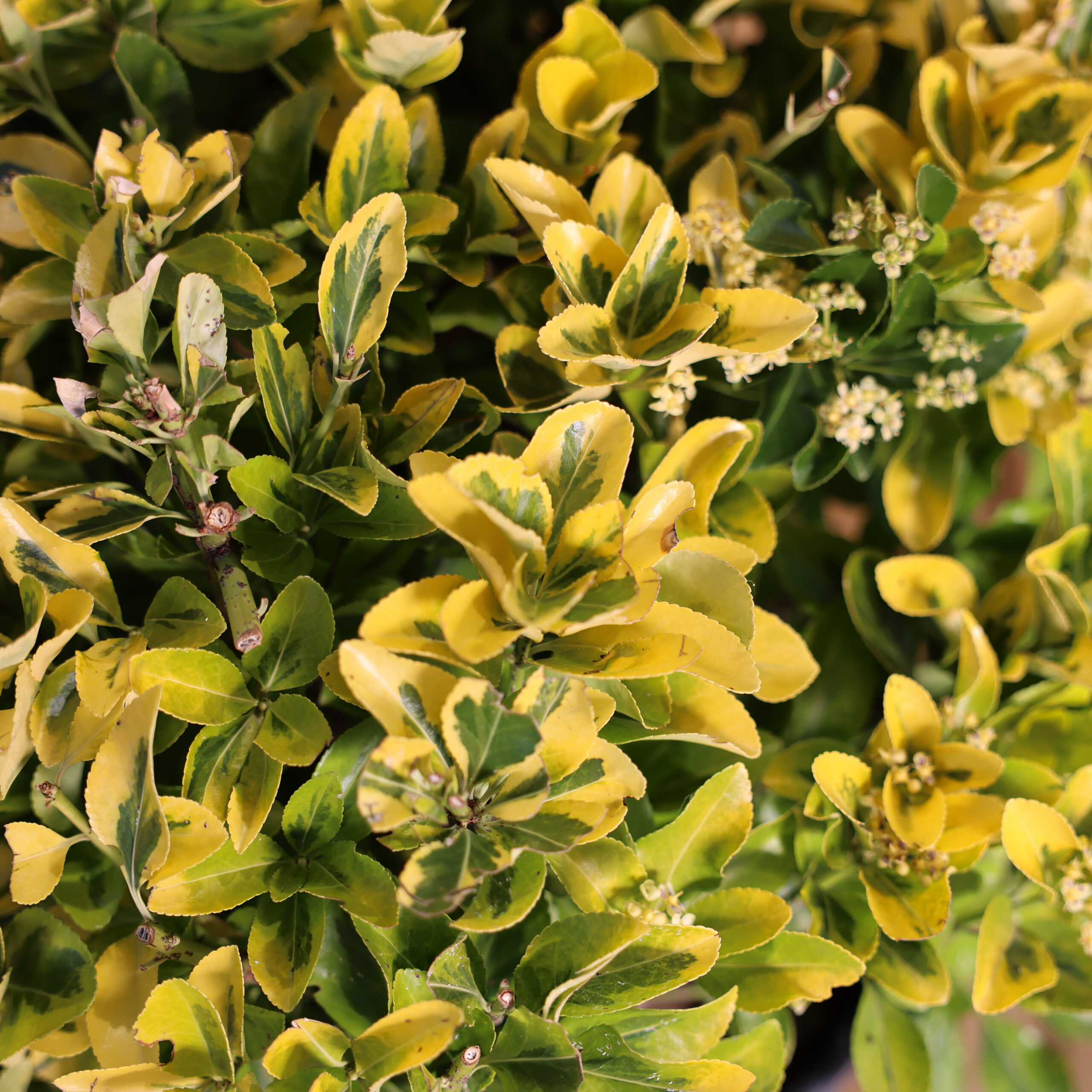 Euonymus Japonicus Elegantissimus Aureus