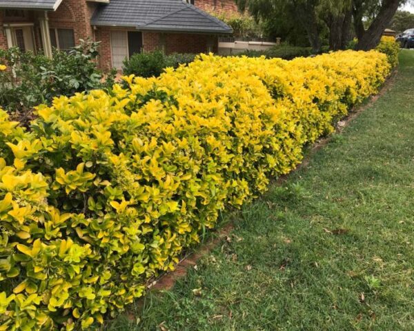 Euonymus Japonicus Elegantissimus Aureus - imagine 2