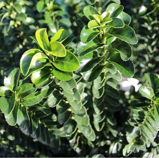 Euonymus Japonicus Benkomasaki