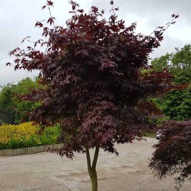 Acer Palmatum Blood Good