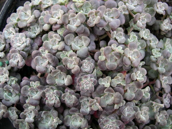 Sedum Ssp. - imagine 2