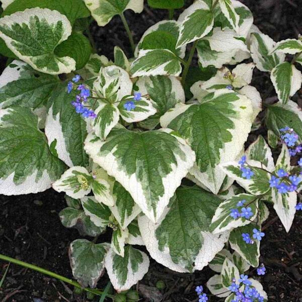 Brunnera Macrophylla - imagine 2