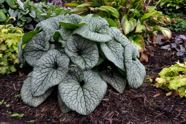 Brunnera Macrophylla - imagine 3