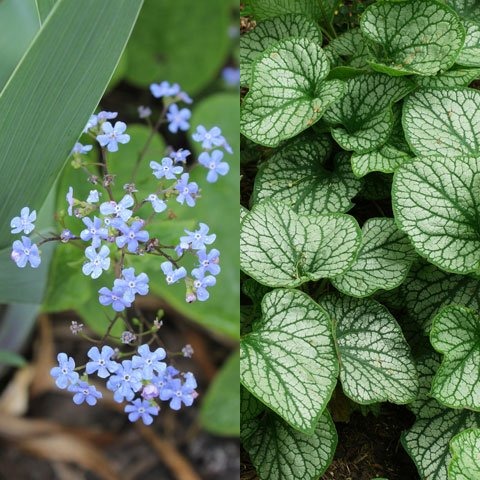 Brunnera Macrophylla