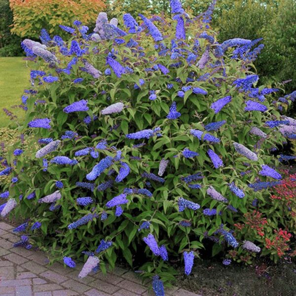 Buddleja Davidii