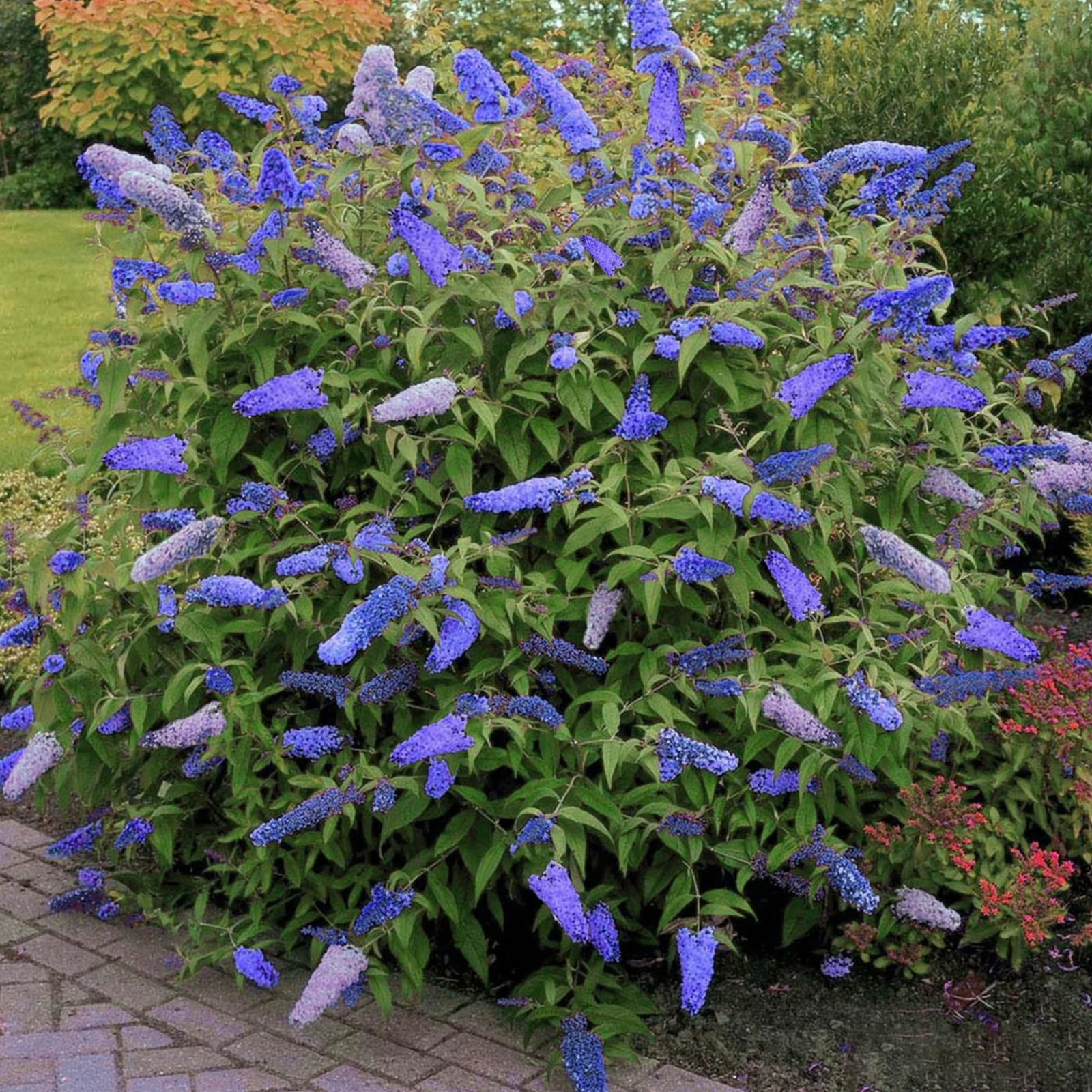 Buddleja Davidii