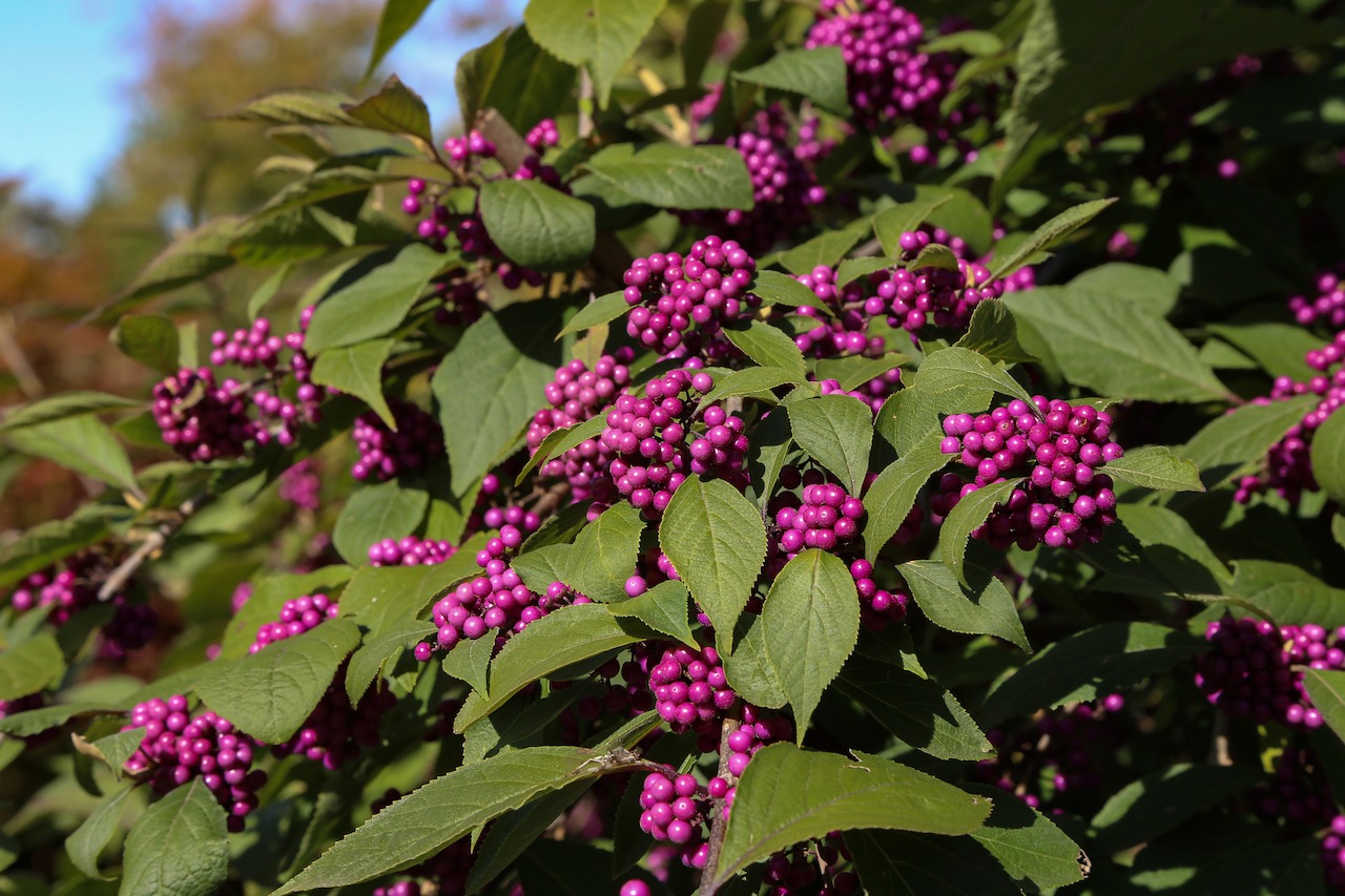 Callicarpa Bodinieri