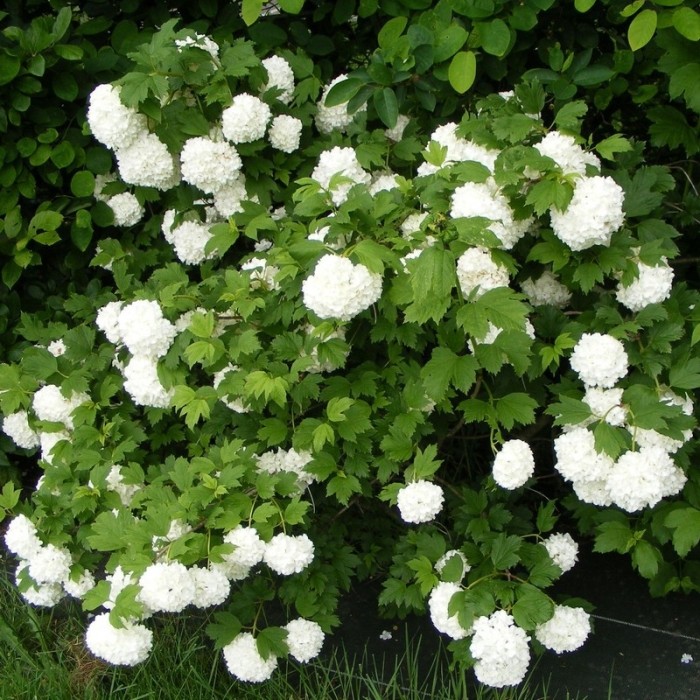 Viburnum Opulus Roseum