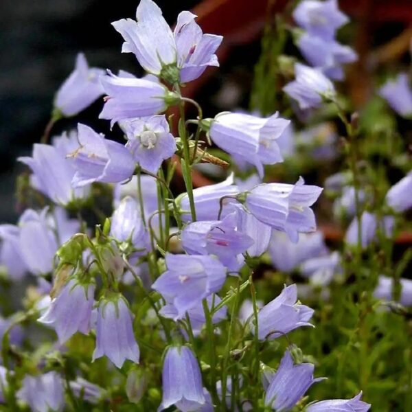 Campanula Ssp.