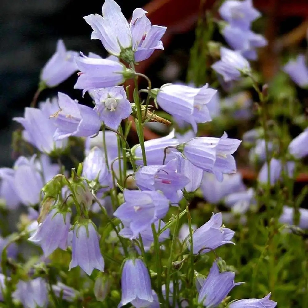 Campanula Ssp.