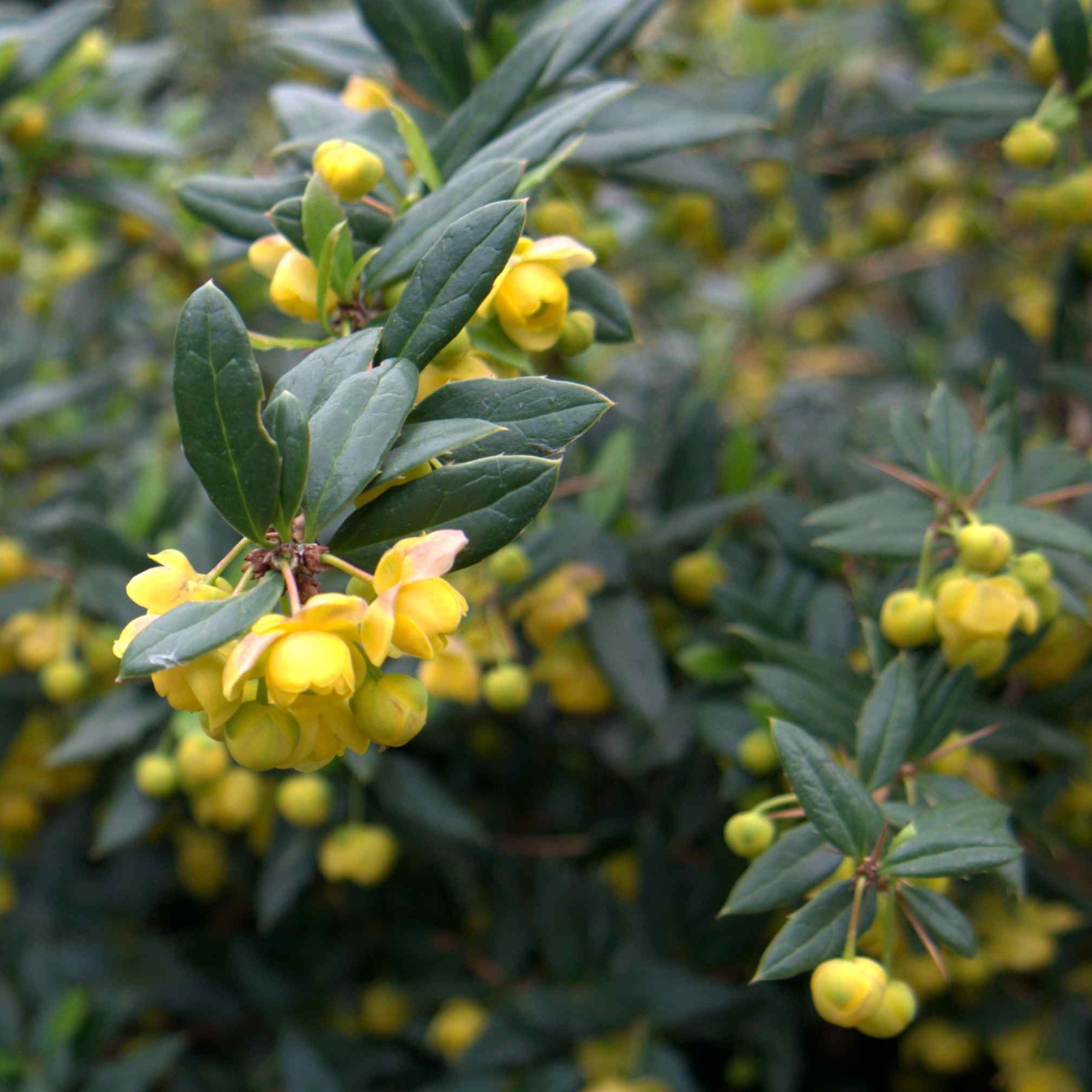 Berberis Candidula
