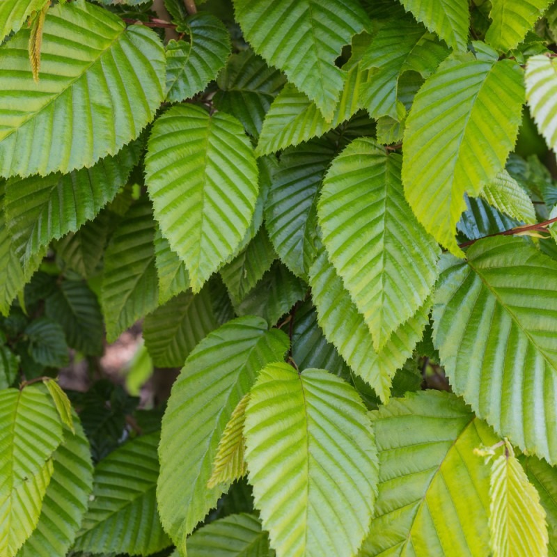 Carpinus Betulus