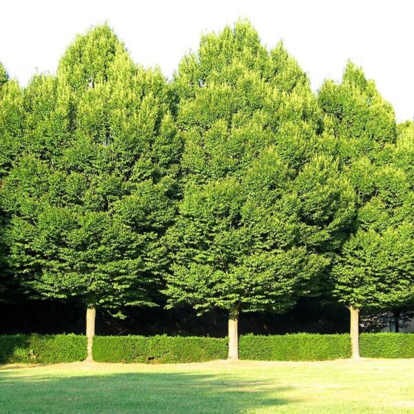 Carpinus Betulus - imagine 2
