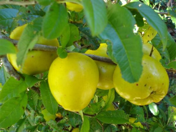 Chaenomeles Ssp. - imagine 4