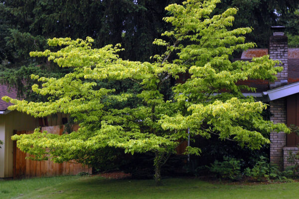 Cornus Florida - imagine 2