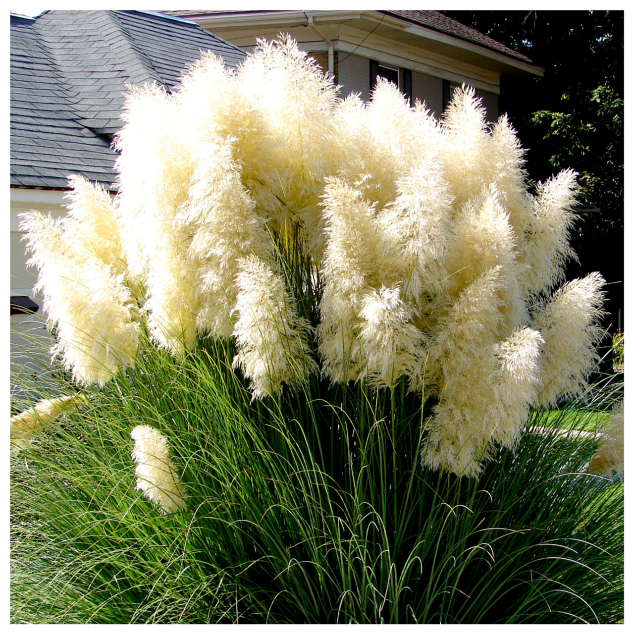 Cortaderia Selloana Ssp.