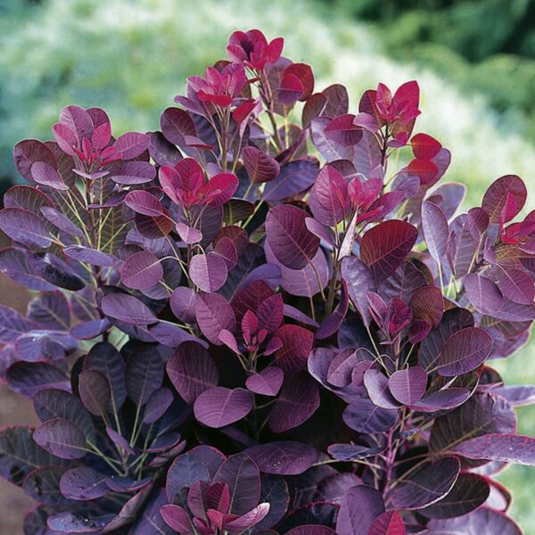 Cotinus Coggygria Ssp. - imagine 2