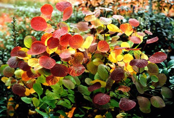 Cotinus Coggygria Ssp. - imagine 3