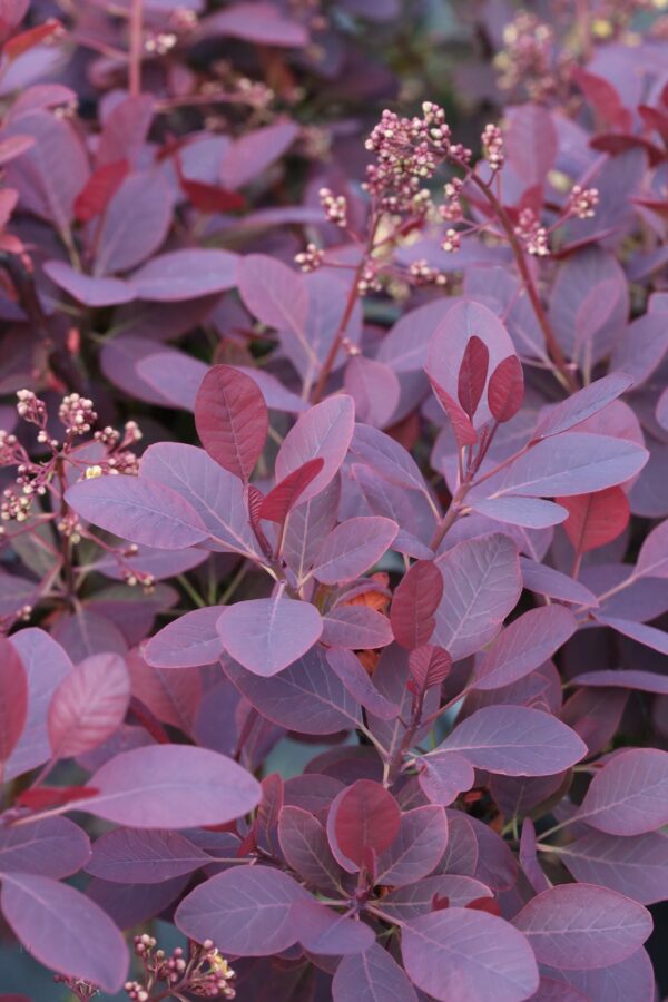 Cotinus Coggygria Ssp. - imagine 4