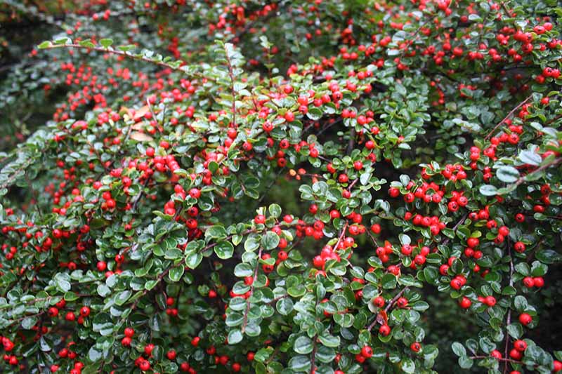 Cotoneaster Dammeri Major