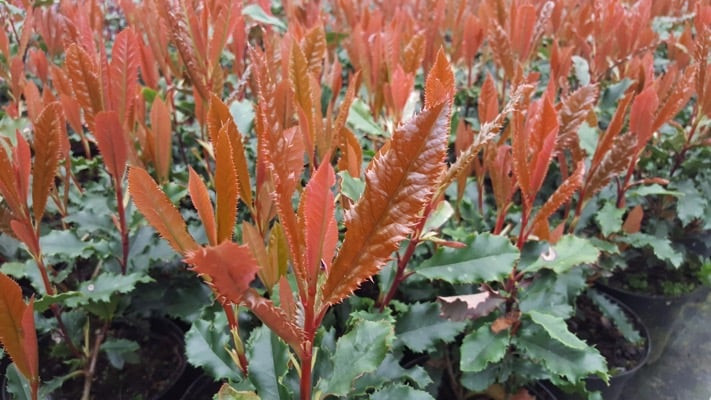 Photinia Crunchy