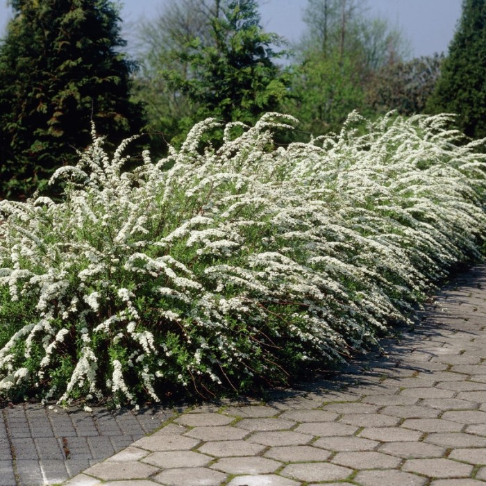 Spiraea Cinerea Grefsheim