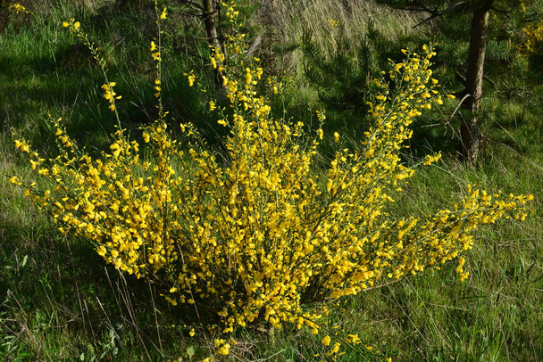 Cytissus Ssp.