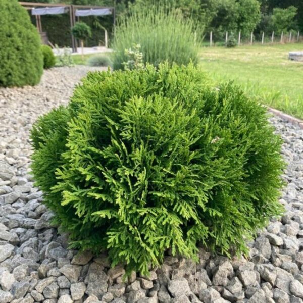Thuja Occidentalis Danica