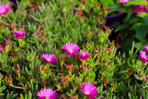 Delosperma Cooperi - imagine 3