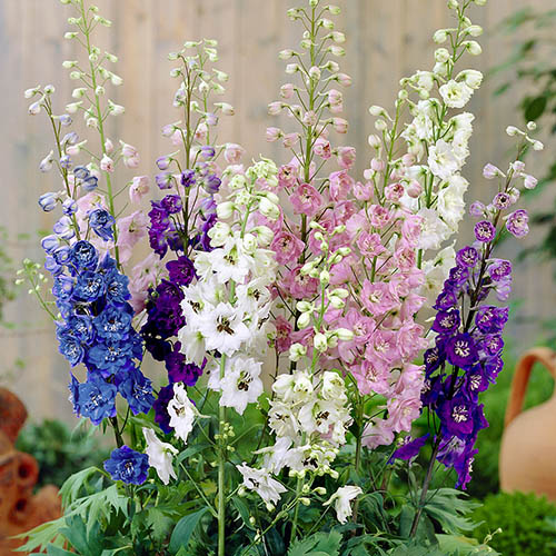Delphinium Ssp.