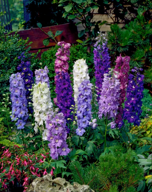 Delphinium Ssp. - imagine 2