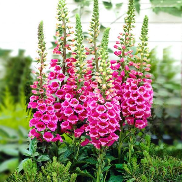 Digitalis Purpurea Ssp.