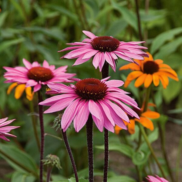 Echinacea Purpurea Ssp. - imagine 2