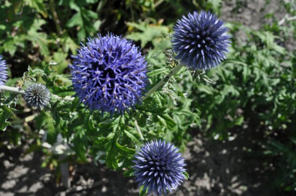 Echinops Bannaticus Blue Globe - imagine 2