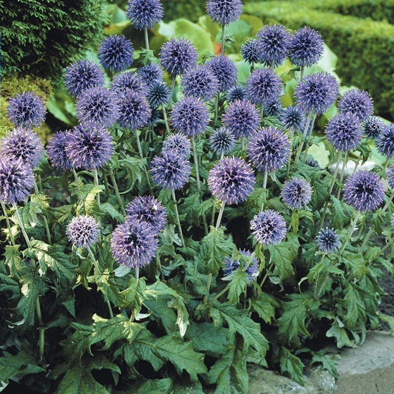 Echinops Bannaticus Blue Globe