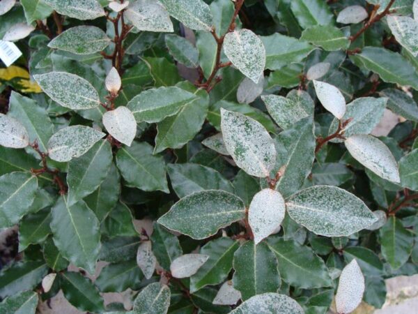 Elaeagnus Ebbingei - imagine 2